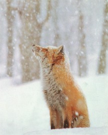 redfox_CubSees1stSnow-1